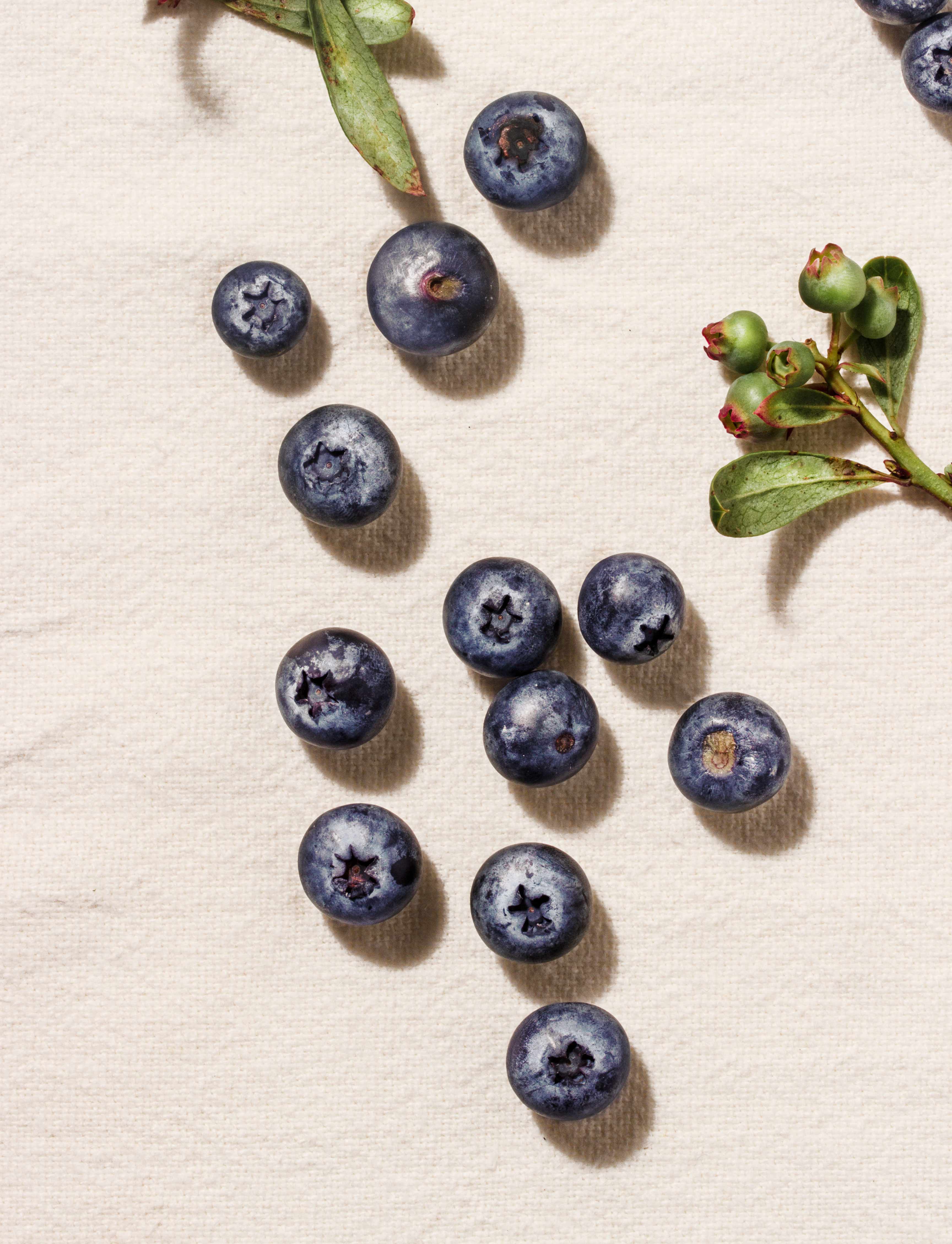 coyo_blueberries_7390_bexported